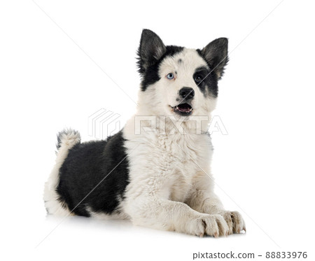young Yakutian Laika 88833976