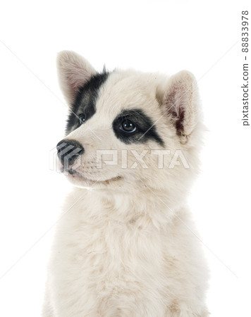 young Yakutian Laika 88833978