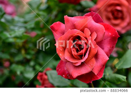 Ofuna Flower Center Rose Garden Ofuna Flower Center Rose Garden 88834066