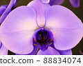 Purple buttercup orchid 88834074