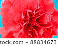 Red carnation 88834673
