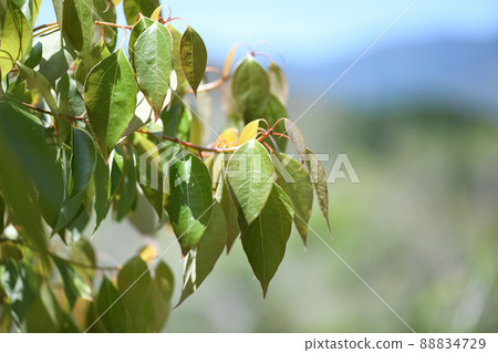 Young leaves of camphor tree 88834729