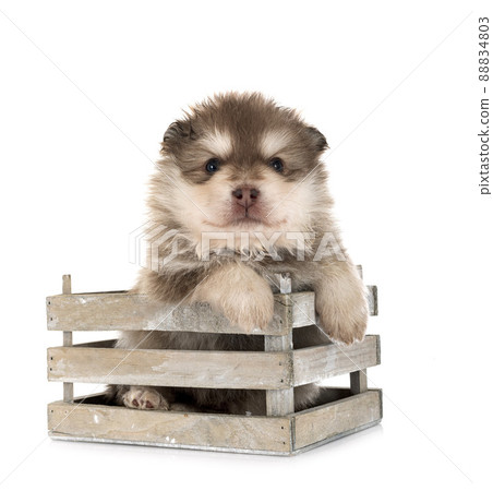 puppy Finnish Lapphund in studio puppy Finnish Lapphund in studio 88834803