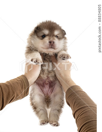 puppy Finnish Lapphund in studio puppy Finnish Lapphund in studio 88834805