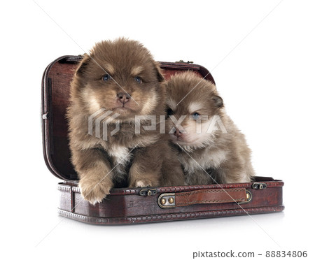 puppies Finnish Lapphunds in studio 88834806
