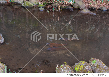 世田谷後路探索、岡本二丁目、岡本聖華堂綠地 88834947