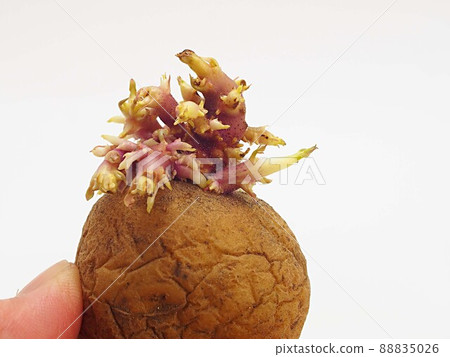 Germinated potatoes 88835026