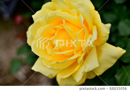 大船花卉中心玫瑰園 大船花卉中心玫瑰園 88835056