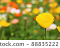 Iceland Poppy (Siberian Hinagishi) 88835222