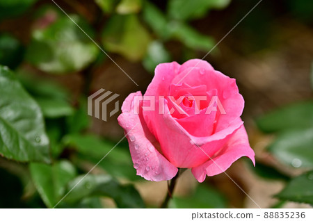 Ofuna Flower Center Rose Garden Ofuna Flower Center Rose Garden 88835236