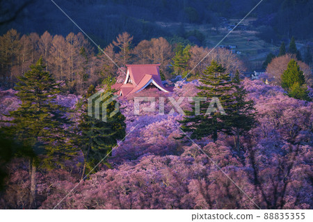 At dusk in Takato Castle Ruins Park, where the cherry blossoms are in full bloom, Ina City, Nagano Prefecture 88835355