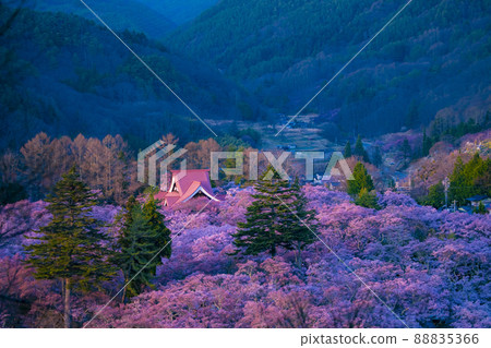 黃昏時分,櫻花盛開的高遠城跡公園,長野縣伊那市 黃昏時分,櫻花盛開的高遠城跡公園,長野縣伊那市 88835366