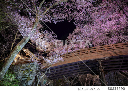 At dusk in Takato Castle Ruins Park, where the cherry blossoms are in full bloom, Ina City, Nagano Prefecture At dusk in Takato Castle Ruins Park, where the cherry blossoms are in full bloom, Ina City, Nagano Prefecture 88835390