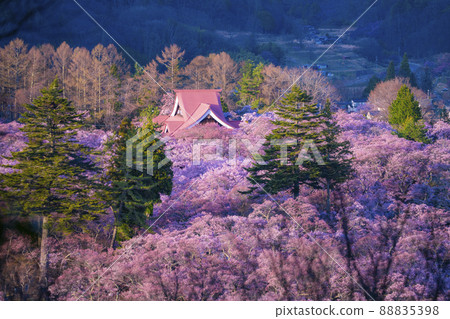 At dusk in Takato Castle Ruins Park, where the cherry blossoms are in full bloom, Ina City, Nagano Prefecture At dusk in Takato Castle Ruins Park, where the cherry blossoms are in full bloom, Ina City, Nagano Prefecture 88835398