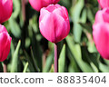Pink tulip 88835404