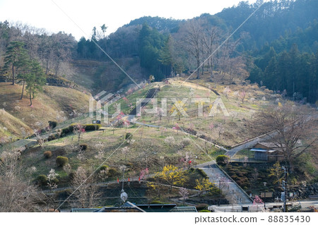 東京青梅市梅公園 88835430