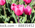 Pink tulip 88835452