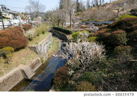 Ume Park, Ome City, Tokyo 88835479