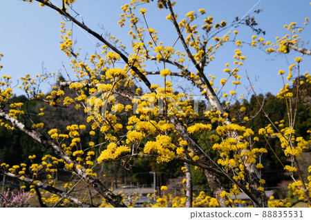 東京青梅市梅公園 東京青梅市梅公園 88835531