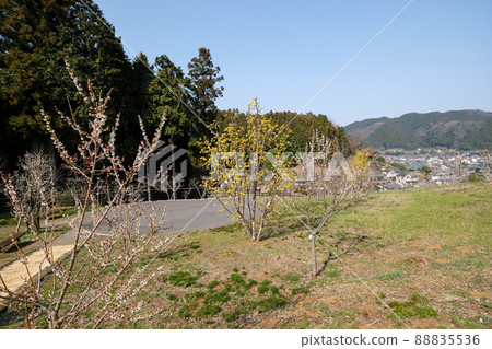 東京青梅市梅公園 東京青梅市梅公園 88835536