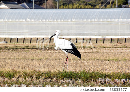 Stork in a rice field in winter Stork in a rice field in winter 88835577