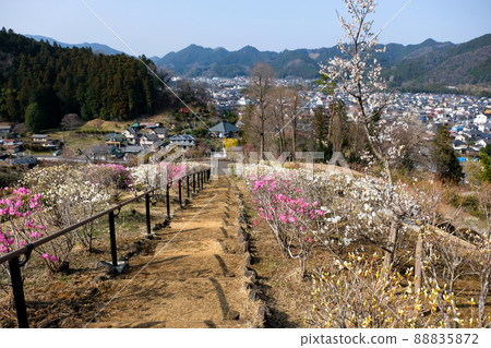 Ume Park, Ome City, Tokyo 88835872