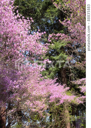 稻尾神社被紫色杜鵑花染成 88835883