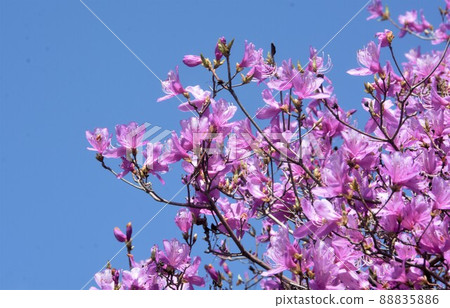 April is the best time to see the purple azaleas at Suzuka Inou Shrine April is the best time to see the purple azaleas at Suzuka Inou Shrine 88835886