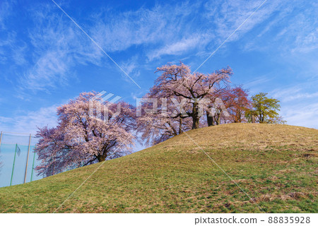 Sakura of Shiraishi Inariyama Ancient Tomb [Fujioka City, Gunma Prefecture] 88835928
