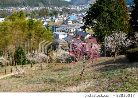 東京青梅市梅公園 東京青梅市梅公園 88836017