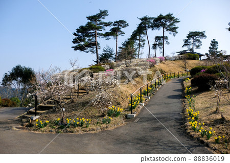 東京青梅市梅公園 東京青梅市梅公園 88836019