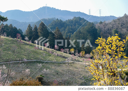 東京青梅市梅公園 88836087