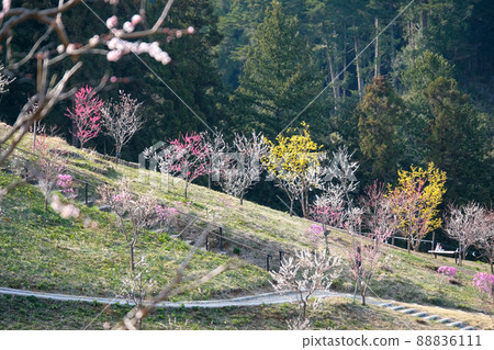 東京青梅市梅公園 88836111