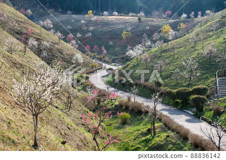 東京青梅市梅公園 88836142
