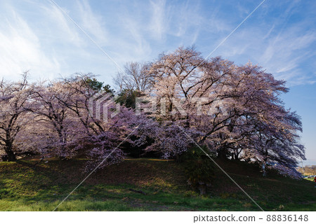 Sakura of the Nanashiyama Ancient Tomb [Fujioka City, Gunma Prefecture] 88836148