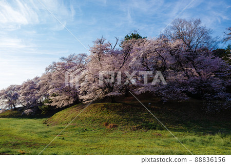 Sakura of the Nanashiyama Ancient Tomb [Fujioka City, Gunma Prefecture] 88836156