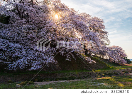 Nanashiyama古墳的櫻花[群馬縣藤岡市] 88836248