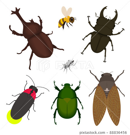 夏季昆蟲插圖集 夏季昆蟲插圖集 88836456