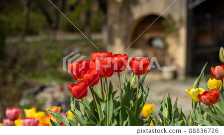 Tulip flowerbed Heidi's Village 88836726