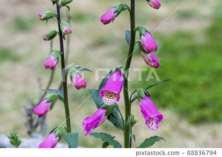 Digitalis 88836794