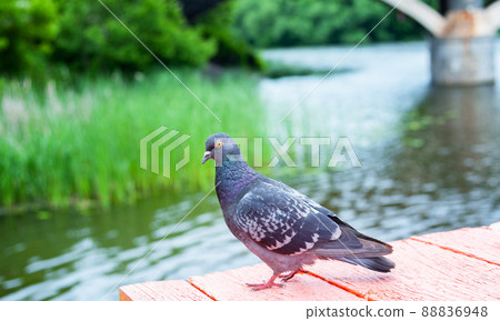 Dove or pigeon on blurry background. Dove or pigeon on blurry background. 88836948