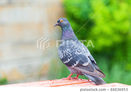 Dove or pigeon on blurry background. Dove or pigeon on blurry background. 88836953