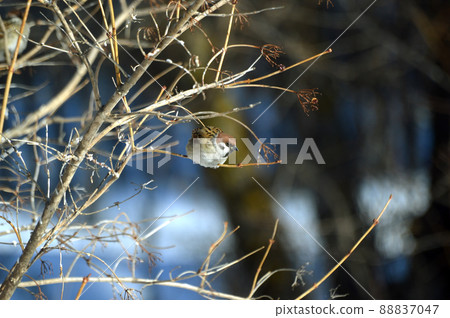 A male sparrow sits on a branch of viburnum. Spring landscape. Wildlife 88837047