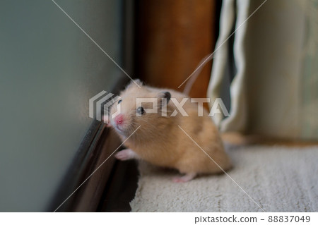 Golden hamster taking a walk in the room 88837049