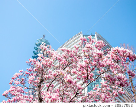 大商場公園內盛開的玉蘭花 88837098