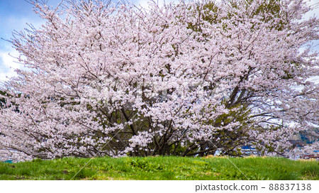 田野岸邊的大櫻桃樹 88837138