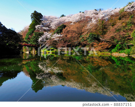 Takaoka Kojo Park Chaoyang Bridge Sakura 1 88837151