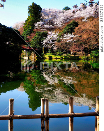 Takaoka Kojo Park Chaoyang Bridge Sakura 2 88837152