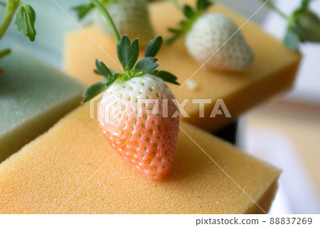 Hydroponic strawberries that have begun to color Hydroponic strawberries that have begun to color 88837269