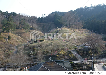 東京青梅市梅公園 東京青梅市梅公園 88837578
